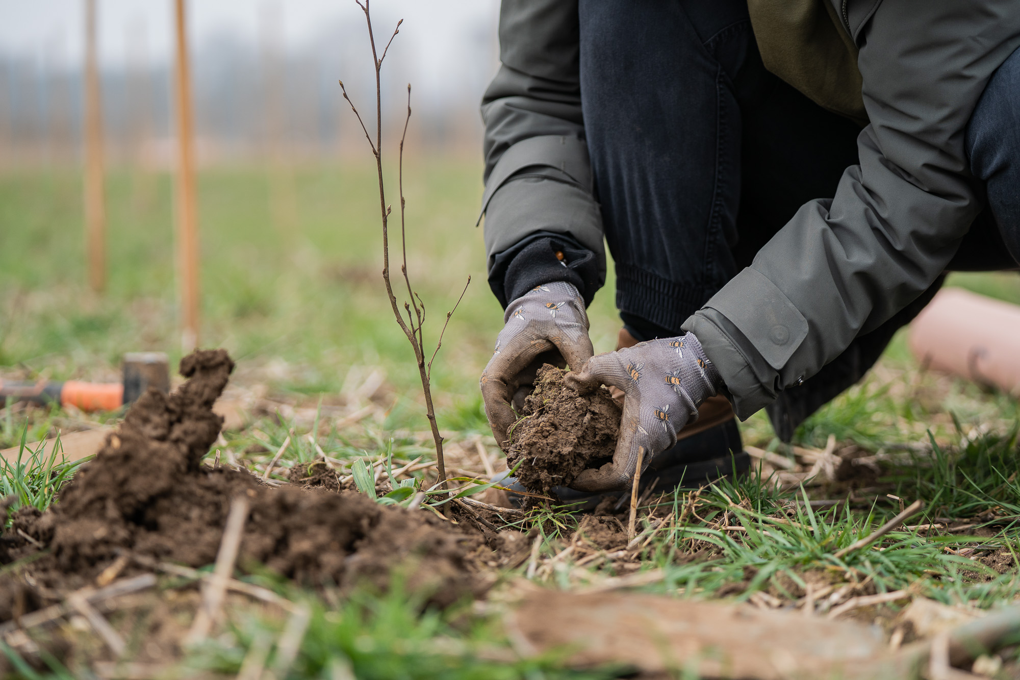 Close up of pair of hands handling a small tree